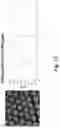Fig. 16 - A METHOD FOR IMPRINTING MICROPATTERNS ON A SUBSTRATE OF A CHALCOGENIDE GLASS
