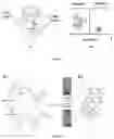 Fig. 02 - COMPOSITIONS AND METHODS FOR MANAGING FEMALE INFERTILITY