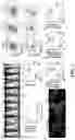 Fig. 04 - POLYMERIC DRUG DELIVERY CONJUGATES AND METHODS OF MAKING AND USING THEREOF