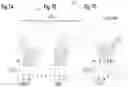 Fig. 14 - Determining Antigen-Specific T-Cells