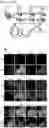 Fig. 02 - Assay