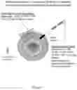 Fig. 02 - Multivalent delivery of immune modulators by liposomal spherical nucleic acids for prophylactic or therapeutic applications