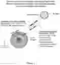 Fig. 03 - Multivalent delivery of immune modulators by liposomal spherical nucleic acids for prophylactic or therapeutic applications