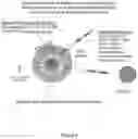 Fig. 04 - Multivalent delivery of immune modulators by liposomal spherical nucleic acids for prophylactic or therapeutic applications