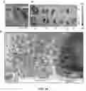 Fig. 19 - Drug delivery methods and compositions