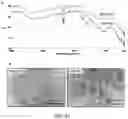 Fig. 24 - Drug delivery methods and compositions