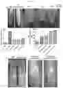 Fig. 20 - COMPOSITE DRUG PARTICLES AND USES THEREOF