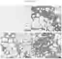 Fig. 23 - COMPOSITE DRUG PARTICLES AND USES THEREOF