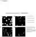 Fig. 07 - Derivatives of korormicin useful as antibiotics