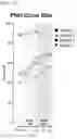 Fig. 18 - DOSING REGIMENS FOR ORAL COMPLEMENT FACTOR D INHIBITORS
