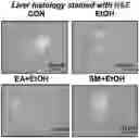 Fig. 01 - INTESTINAL MICROBIOME-IMPROVING COMPOSITION INCLUDING ELLAGIC ACID AS ACTIVE INGREDIENT