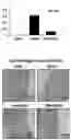 Fig. 05 - INTESTINAL MICROBIOME-IMPROVING COMPOSITION INCLUDING ELLAGIC ACID AS ACTIVE INGREDIENT