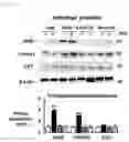 Fig. 07 - INTESTINAL MICROBIOME-IMPROVING COMPOSITION INCLUDING ELLAGIC ACID AS ACTIVE INGREDIENT