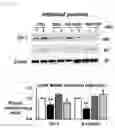 Fig. 08 - INTESTINAL MICROBIOME-IMPROVING COMPOSITION INCLUDING ELLAGIC ACID AS ACTIVE INGREDIENT