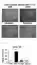 Fig. 10 - INTESTINAL MICROBIOME-IMPROVING COMPOSITION INCLUDING ELLAGIC ACID AS ACTIVE INGREDIENT