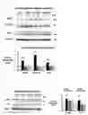 Fig. 13 - INTESTINAL MICROBIOME-IMPROVING COMPOSITION INCLUDING ELLAGIC ACID AS ACTIVE INGREDIENT