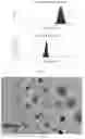 Fig. 03 - Sustained-release microgel ointments with high drug loading and preparation methods and uses thereof