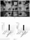 Fig. 06 - Sustained-release microgel ointments with high drug loading and preparation methods and uses thereof