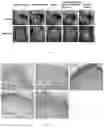 Fig. 08 - Sustained-release microgel ointments with high drug loading and preparation methods and uses thereof