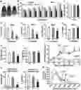 Fig. 01 - METHODS AND COMPOSITIONS FOR TREATING OBESITY AND/OR DIABETES AND FOR IDENTIFYING CANDIDATE TREATMENT AGENTS