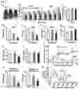 Fig. 02 - METHODS AND COMPOSITIONS FOR TREATING OBESITY AND/OR DIABETES AND FOR IDENTIFYING CANDIDATE TREATMENT AGENTS