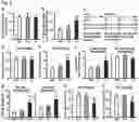 Fig. 03 - METHODS AND COMPOSITIONS FOR TREATING OBESITY AND/OR DIABETES AND FOR IDENTIFYING CANDIDATE TREATMENT AGENTS