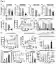 Fig. 04 - METHODS AND COMPOSITIONS FOR TREATING OBESITY AND/OR DIABETES AND FOR IDENTIFYING CANDIDATE TREATMENT AGENTS