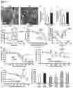 Fig. 06 - METHODS AND COMPOSITIONS FOR TREATING OBESITY AND/OR DIABETES AND FOR IDENTIFYING CANDIDATE TREATMENT AGENTS