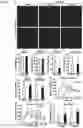 Fig. 07 - METHODS AND COMPOSITIONS FOR TREATING OBESITY AND/OR DIABETES AND FOR IDENTIFYING CANDIDATE TREATMENT AGENTS