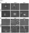 Fig. 09 - METHODS AND COMPOSITIONS FOR TREATING OBESITY AND/OR DIABETES AND FOR IDENTIFYING CANDIDATE TREATMENT AGENTS