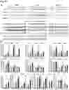 Fig. 16 - METHODS AND COMPOSITIONS FOR TREATING OBESITY AND/OR DIABETES AND FOR IDENTIFYING CANDIDATE TREATMENT AGENTS