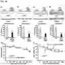 Fig. 18 - METHODS AND COMPOSITIONS FOR TREATING OBESITY AND/OR DIABETES AND FOR IDENTIFYING CANDIDATE TREATMENT AGENTS
