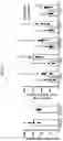 Fig. 32 - METHODS AND COMPOSITIONS FOR TREATING OBESITY AND/OR DIABETES AND FOR IDENTIFYING CANDIDATE TREATMENT AGENTS
