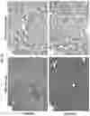 Fig. 33 - METHODS AND COMPOSITIONS FOR TREATING OBESITY AND/OR DIABETES AND FOR IDENTIFYING CANDIDATE TREATMENT AGENTS