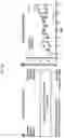 Fig. 34 - METHODS AND COMPOSITIONS FOR TREATING OBESITY AND/OR DIABETES AND FOR IDENTIFYING CANDIDATE TREATMENT AGENTS