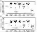 Fig. 01 - COMPOSITION AND METHOD FOR TREATING CANDIDA AURIS INFECTION