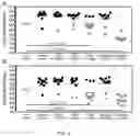 Fig. 04 - COMPOSITION AND METHOD FOR TREATING CANDIDA AURIS INFECTION