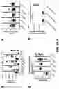 Fig. 13 - Compositions and Methods for the Treatment of Intracranial Diseases