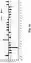 Fig. 41 - Compositions and Methods for the Treatment of Intracranial Diseases