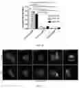 Fig. 03 - Methods of preventing or treating flavivirus virus infections and methods of inhibiting the entry of flvivirus, enterovirus or lentivirus into host cells
