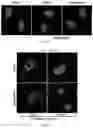 Fig. 08 - Methods of preventing or treating flavivirus virus infections and methods of inhibiting the entry of flvivirus, enterovirus or lentivirus into host cells