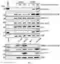 Fig. 03 - METHODS USEFUL IN TREATING CANCERS HARBORING A KRAS OR HRAS MUTATION OR AMPLIFICATION
