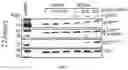 Fig. 04 - METHODS USEFUL IN TREATING CANCERS HARBORING A KRAS OR HRAS MUTATION OR AMPLIFICATION