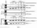 Fig. 06 - METHODS USEFUL IN TREATING CANCERS HARBORING A KRAS OR HRAS MUTATION OR AMPLIFICATION