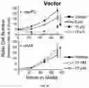 Fig. 21 - METHODS USEFUL IN TREATING CANCERS HARBORING A KRAS OR HRAS MUTATION OR AMPLIFICATION