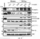 Fig. 23 - METHODS USEFUL IN TREATING CANCERS HARBORING A KRAS OR HRAS MUTATION OR AMPLIFICATION