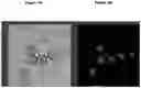 Fig. 05 - FABRICATION OF PROTEIN-ENCAPSULATING MICROGELS