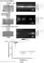 Fig. 09 - Platform for stand-off and real-time SERS sensing of airborne analytes
