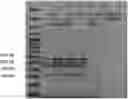 Fig. 01 - METHOD FOR DETERMINING THE RISK OF AN AVIAN PATHOGENIC E. COLI (APEC) INFECTION IN AN AVIAN FLOCK