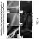 Fig. 05 - ACETYLCHOLINE MODULATION OF IMMUNE FUNCTION